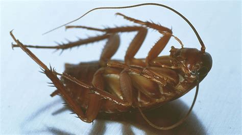 Cockroaches: The insect we're programmed to fear.